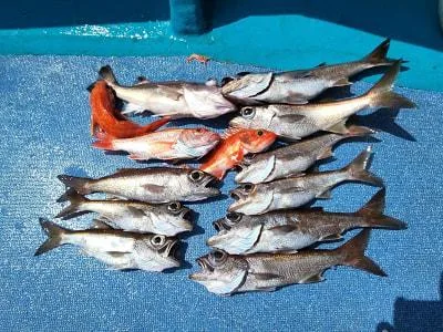 2023年4月3日の釣果・お知らせの写真 6