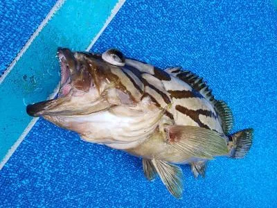 2026年7月12日の釣果・お知らせの写真 4