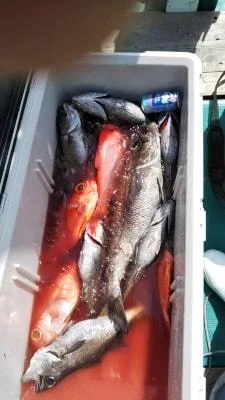 2018年3月31日の釣果・お知らせの写真 7