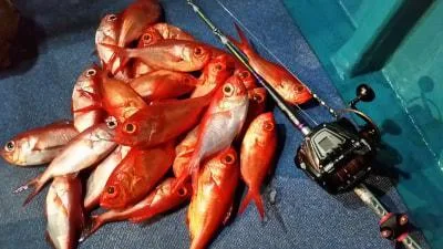 2018年4月21日の釣果・お知らせの写真 3