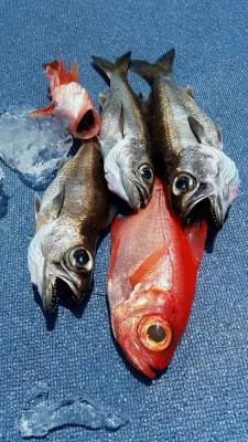 2018年5月5日の釣果・お知らせの写真 2