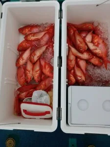2017年7月1日の釣果・お知らせの写真 3