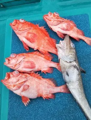 2019年6月14日の釣果・お知らせの写真 2