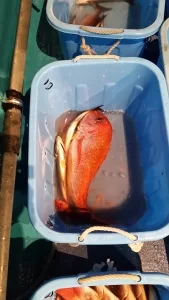 2016年12月29日の釣果・お知らせの写真 5