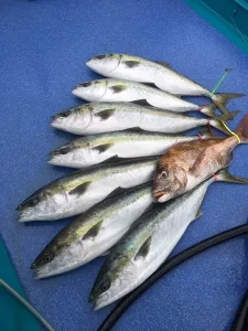 2016年5月25日の釣果・お知らせの写真 8