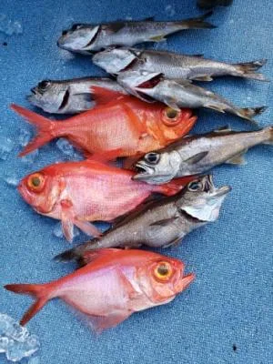 2021年9月20日の釣果・お知らせの写真 4