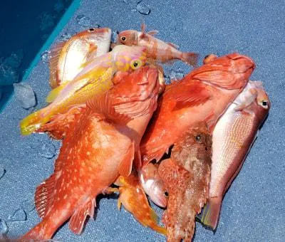 2021年6月8日の釣果・お知らせの写真 5