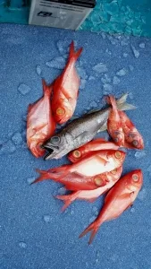 2017年2月22日の釣果・お知らせの写真 4