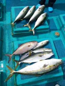 2017年9月23日の釣果・お知らせの写真 4