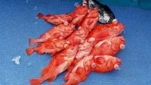 2017年5月11日の釣果・お知らせの写真 7