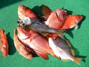 2012年1月29日の釣果・お知らせの写真 5
