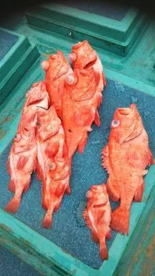 2019年4月23日の釣果・お知らせの写真 5