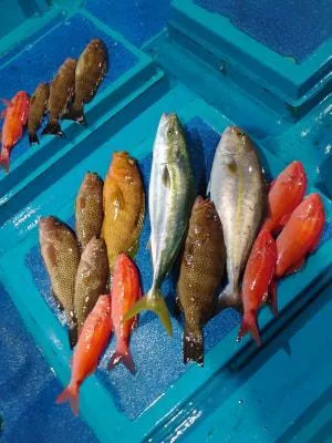 2023年10月28日の釣果・お知らせの写真 10