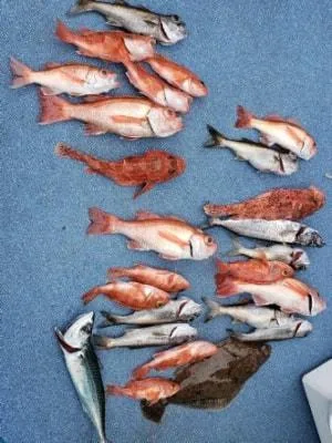 2019年6月2日の釣果・お知らせの写真 6