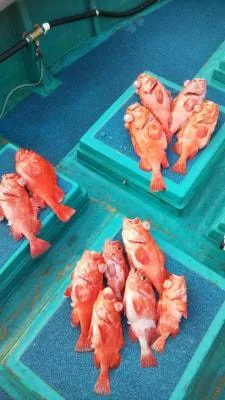 2019年4月7日の釣果・お知らせの写真 3