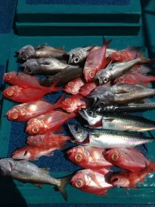 2016年3月26日の釣果・お知らせの写真 4