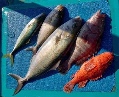 2021年1月30日の釣果・お知らせの写真 2