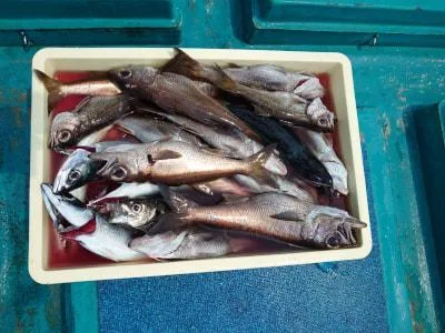 2021年8月1日の釣果・お知らせの写真 3