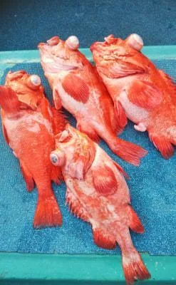 2020年3月21日の釣果・お知らせの写真 6