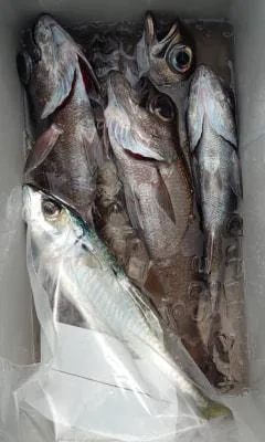 2024年3月19日の釣果・お知らせの写真 9