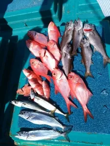2017年2月22日の釣果・お知らせの写真