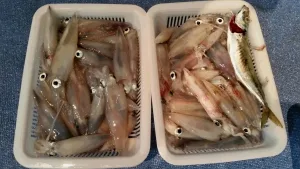 2016年8月9日の釣果・お知らせの写真 6