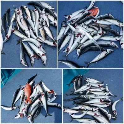 2019年3月17日の釣果・お知らせの写真