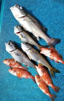 2019年6月10日の釣果・お知らせの写真 7