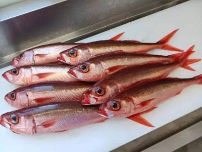 2022年10月14日の釣果・お知らせの写真 4