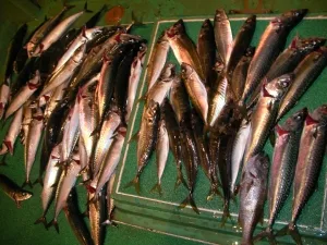 2010年5月4日の釣果・お知らせの写真 4