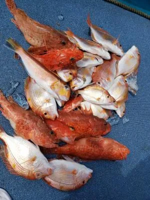 2020年3月13日の釣果・お知らせの写真 2