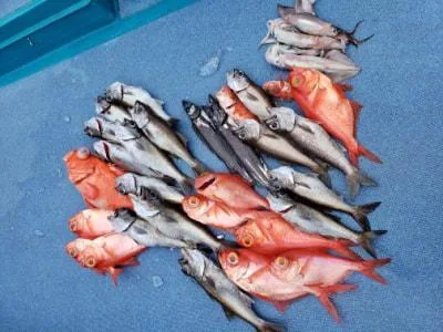2021年6月17日の釣果・お知らせの写真