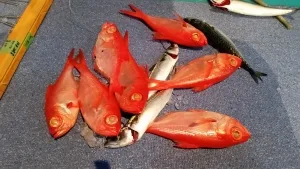 2017年3月4日の釣果・お知らせの写真 4