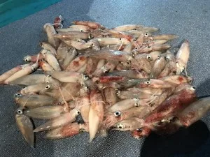 2017年7月28日の釣果・お知らせの写真 8