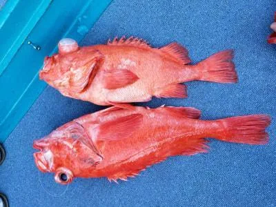 2019年5月25日の釣果・お知らせの写真 4