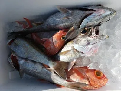 2020年1月4日の釣果・お知らせの写真 3