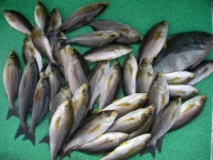 2010年6月2日の釣果・お知らせの写真 8