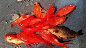 2017年7月7日の釣果・お知らせの写真 8