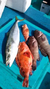 2018年2月3日の釣果・お知らせの写真 2