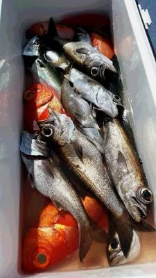 2018年5月1日の釣果・お知らせの写真 5