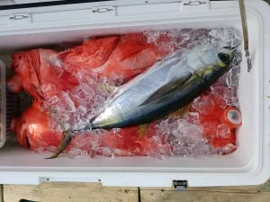 2016年5月22日の釣果・お知らせの写真 3