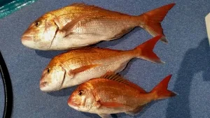 2016年8月1日の釣果・お知らせの写真 7
