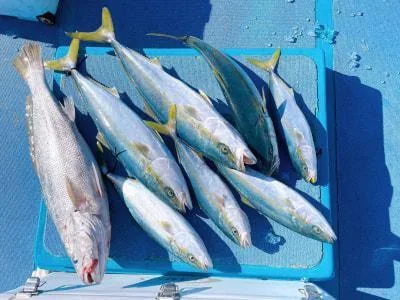 2025年1月18日の釣果・お知らせの写真 4