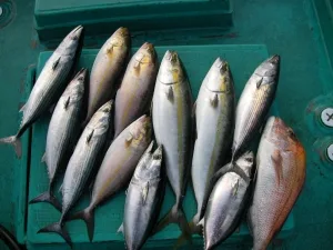 2010年10月15日の釣果・お知らせの写真 7