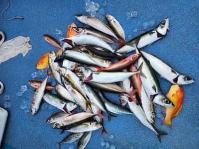 2023年6月8日の釣果・お知らせの写真 8