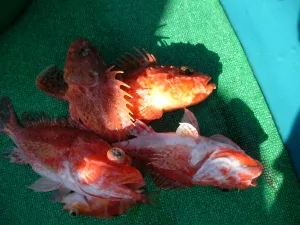 2012年1月29日の釣果・お知らせの写真 4