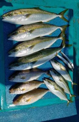 2021年8月27日の釣果・お知らせの写真