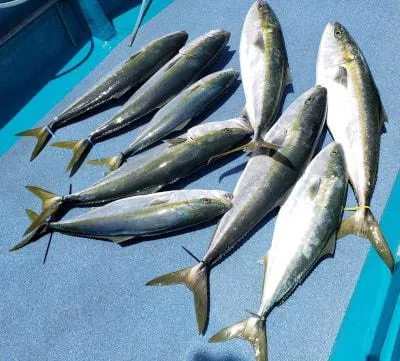 2021年5月6日の釣果・お知らせの写真 2