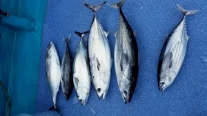 2016年9月2日の釣果・お知らせの写真 9