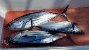 2016年9月1日の釣果・お知らせの写真 2